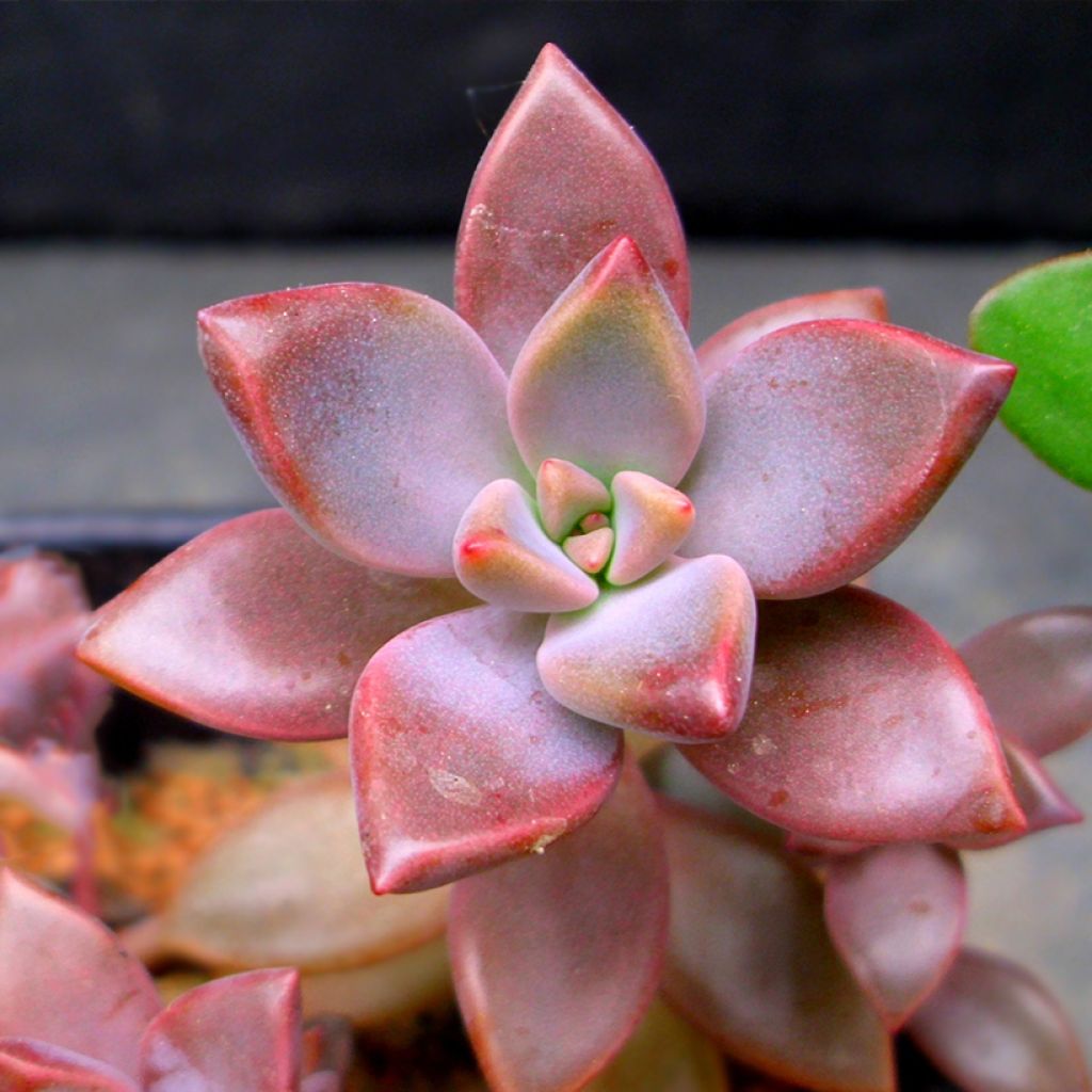 x Graptosedum Bronze - Plante grasse