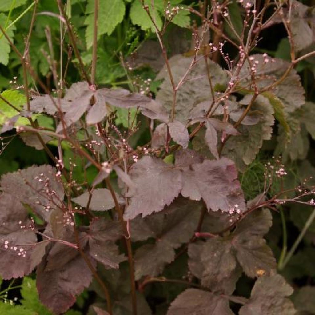 Cryptotaenia japonica f. atropurpurea - Perejil japonés