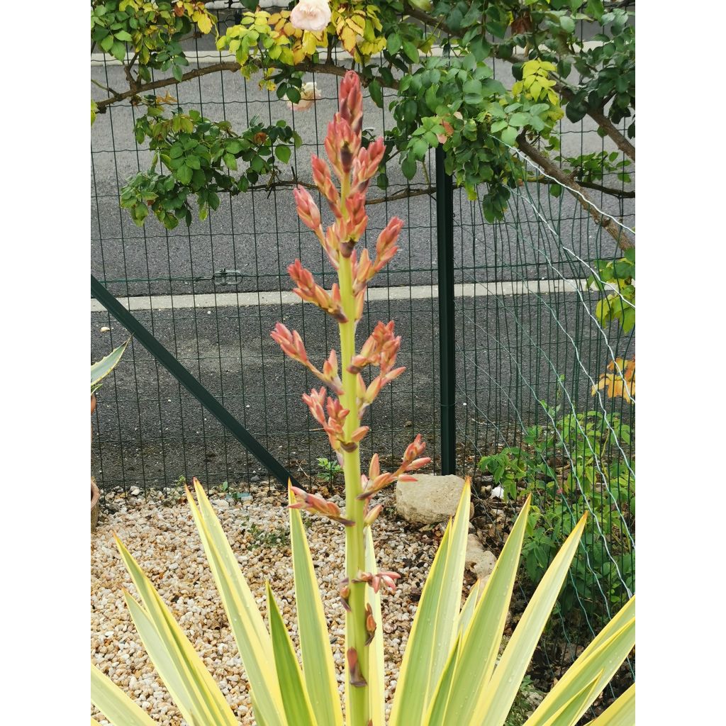 Yucca recurvifolia Bright Star