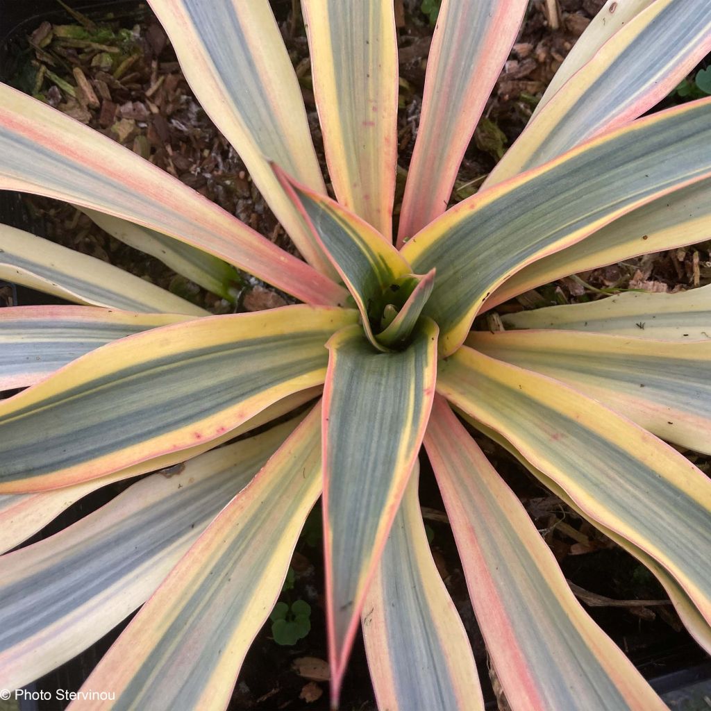 Yucca gloriosa Citrus twist - Daga española