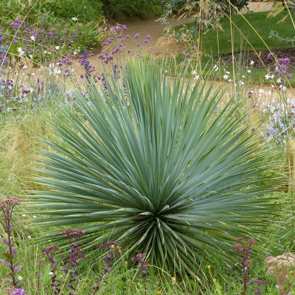 Yucca rostrata - Yuca rostrata