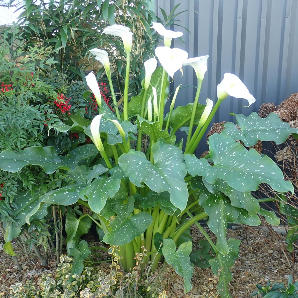 Zantedeschia aethiopica Himalaya - Cala