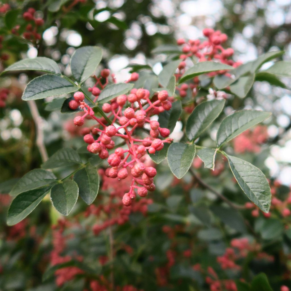 Pimentero japonés - Zanthoxylum simulans