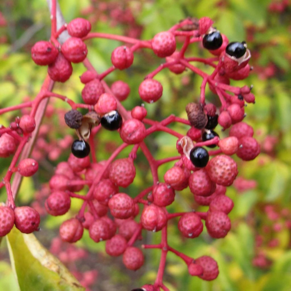 Pimentero japonés - Zanthoxylum simulans