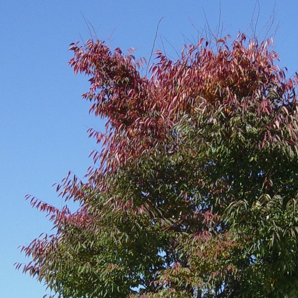 Zelkova serrata Green Vase - Orme de Sibérie