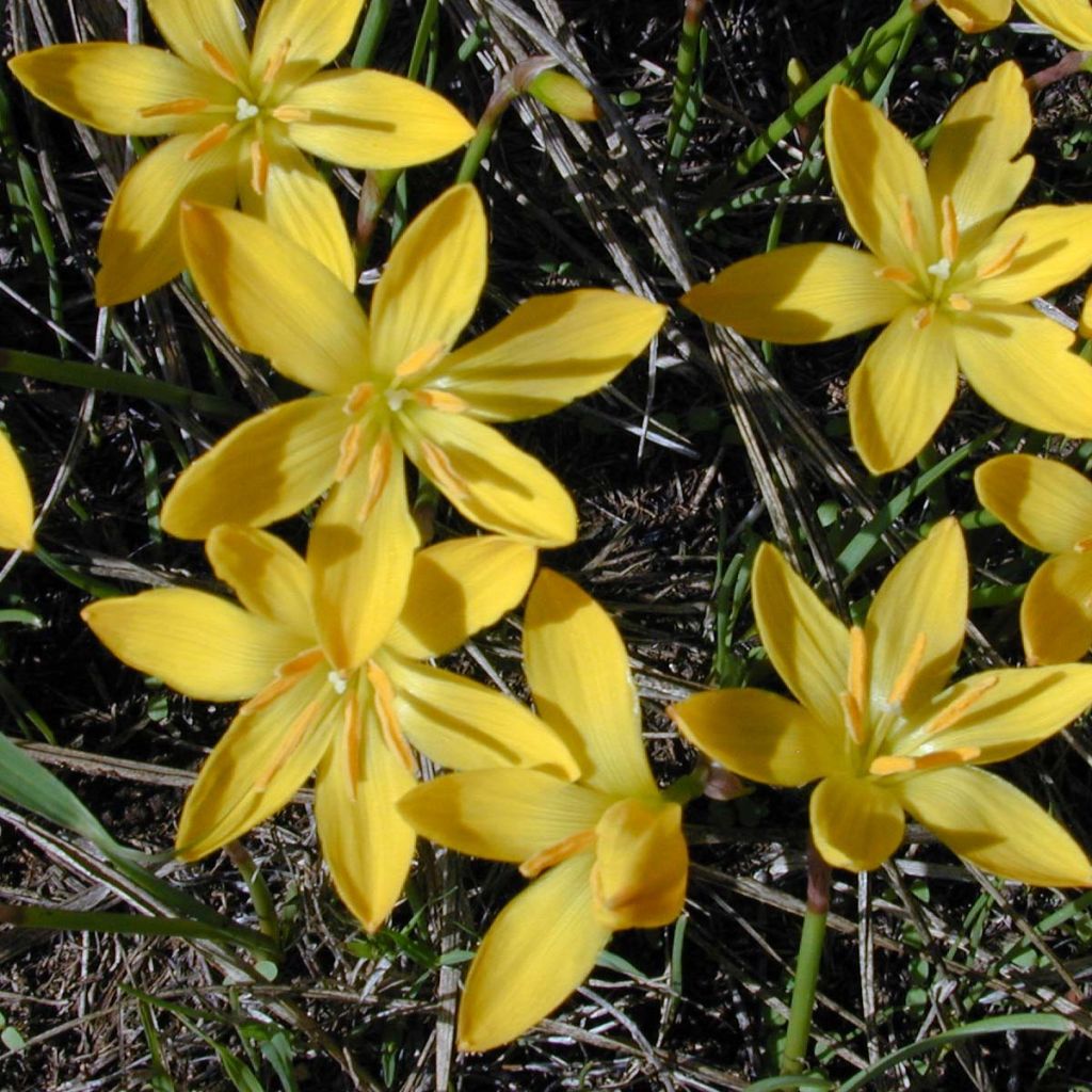 Zephyranthus citrina - Lirio de lluvia amarillo