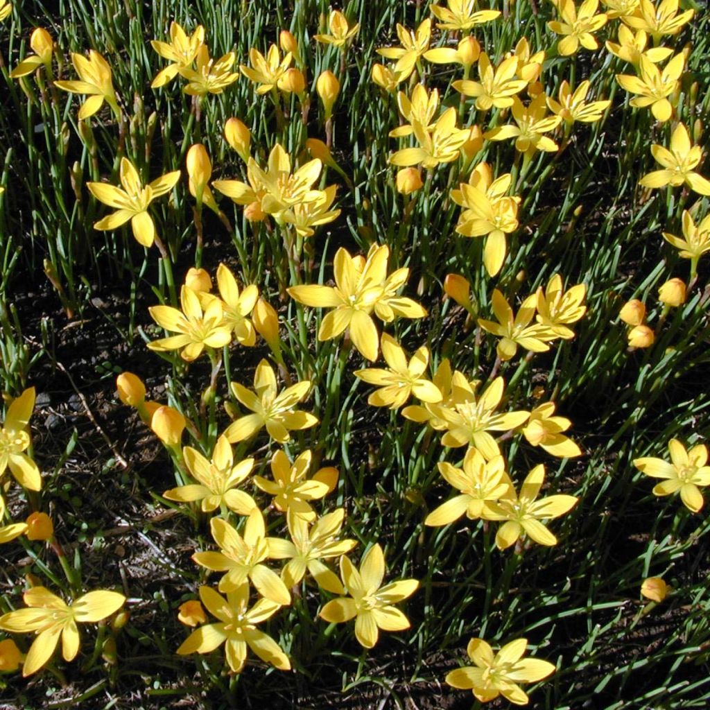 Zephyranthus citrina - Lirio de lluvia amarillo