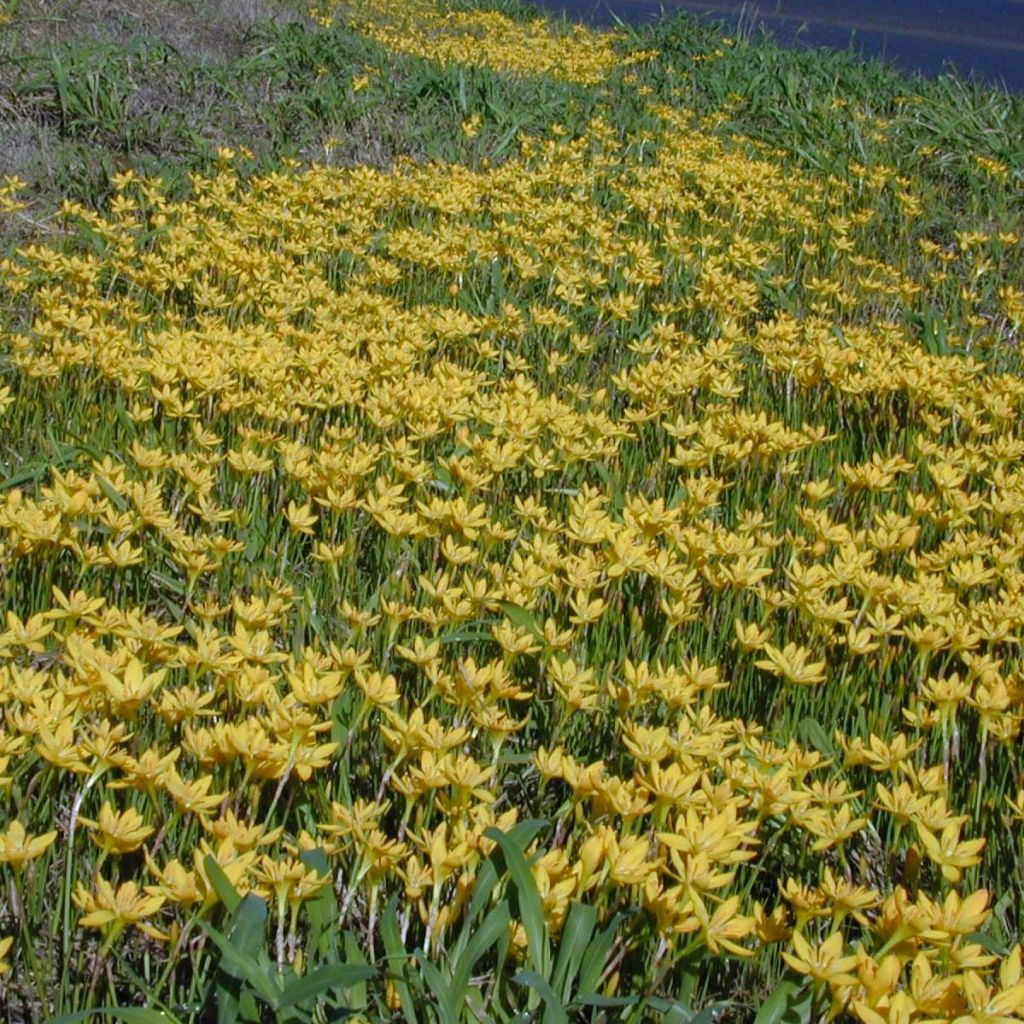 Zephyranthus citrina - Lirio de lluvia amarillo