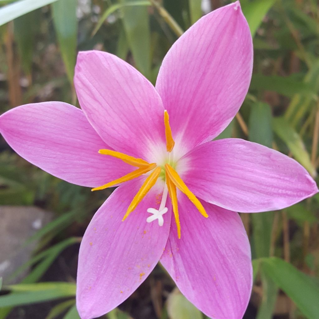 Zephyrantes rosea - Lirio de lluvia rosa