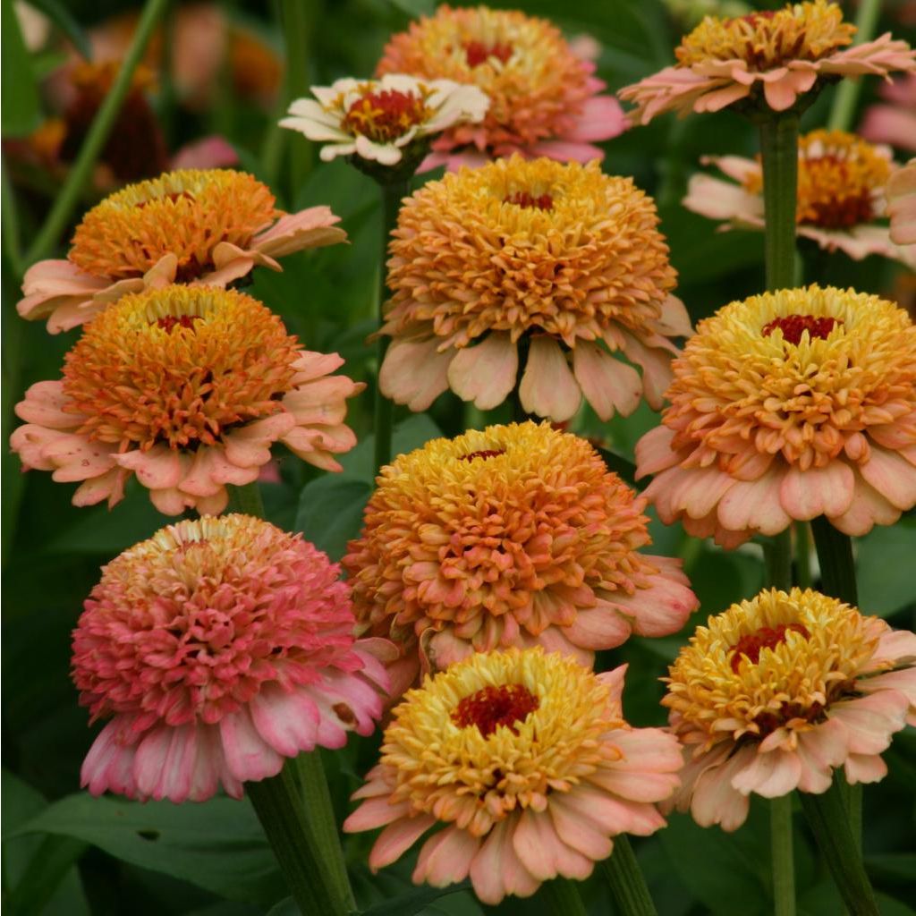 Zinnia Zinderella Peach