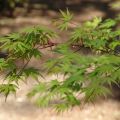 Arce japonés - Acer palmatum