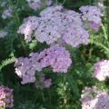 Milenrama Wonderful Wampee - Achillea millefolium