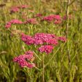 Milenrama Velours - Achillea millefolium