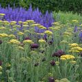 Milenrama Hella Glashoff - Achillea millefolium