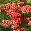 Milenrama Paprika - Achillea millefolium