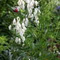 Aconitum napellus Schneewittchen