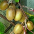 Kiwi Hayward - Actinidia deliciosa