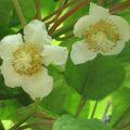 Kiwi Tomuri (Macho) - Actinidia deliciosa