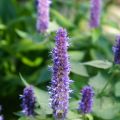 Agastache foeniculum Black Adder