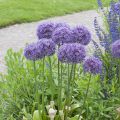 Allium Globemaster - Ajo decorativo