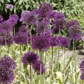 Allium aflatunense Purple Sensation - Ajo decorativo