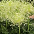 Ail d'ornement - Allium schubertii Arctic Snow