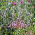 Allium schubertii - Ajo decorativo