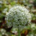 Allium stipitatum Album - Ajo decorativo