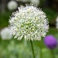 Allium stipitatum White Giant - Ajo decorativo