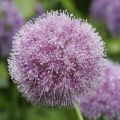 Allium macleanii - Ajo decorativo