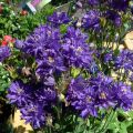 Aquilegia vulgaris Clementine Blue