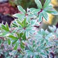 Pieris japonica Little Frosty - Andrómeda