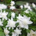 Anemone nemorosa Vestal - Anémona de bosque