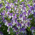 Angelonia angustifolia Angelface Wedgewood Blue