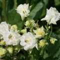 Aquilegia vulgaris Winky White and White