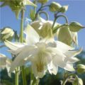 Aquilegia White Barlow