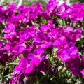 Arabis caucasica Aubris Deep Rose