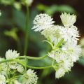 Sanícula hembra Alba - Astrantia major