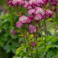 Sanícula hembra Star of Beauty - Astrantia major