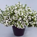 Bacopa Scopia Double Snowball