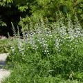 Baptisia Starlite Prairieblues