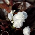 Begonia Siempre-florida Gumdrop Coco White