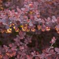 Agracejo rojo - Berberis thunbergii Atropurpurea