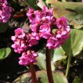 Bergenia Abendglut - Hortensia de invierno