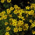 Bidens ferulifolia Yellow Charm