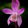 Bletilla striata Pink