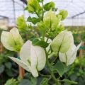 Buganvilla blanca - Bougainvillea spectabilis