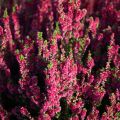 Calluna vulgaris Dark Beauty - Brecina