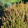 Calluna vulgaris Winter Chocolate - Brecina