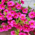 Calibrachoa hybrida Noa Bubblegum